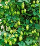 BALDUR Garten Kletterpflanze Hopfen 1,5L Topf hellgrün winterhart Bild 2
