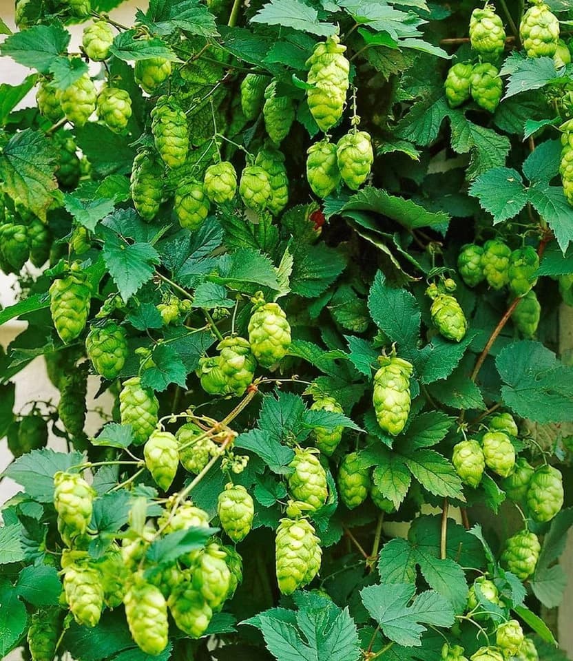 BALDUR Garten Kletterpflanze Hopfen 1,5L Topf hellgrün winterhart - Bild 2