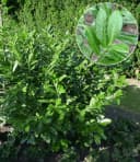 BALDUR Garten Kirschlorbeer-Hecke Immergrün Schnellwachsend Winterhart Blickdicht Bild 1