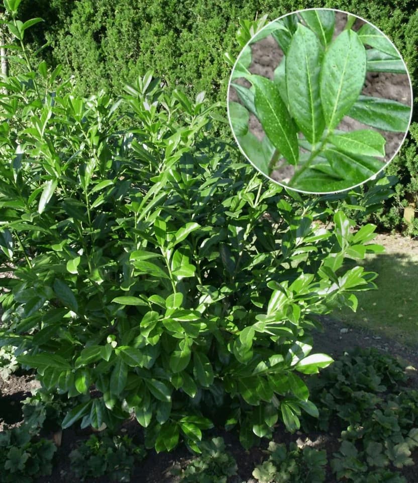 BALDUR Garten Kirschlorbeer-Hecke Immergrün Schnellwachsend Winterhart Blickdicht