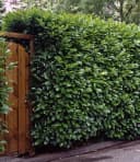 BALDUR Garten Kirschlorbeer-Hecke Immergrün Schnellwachsend Winterhart Blickdicht Bild 2