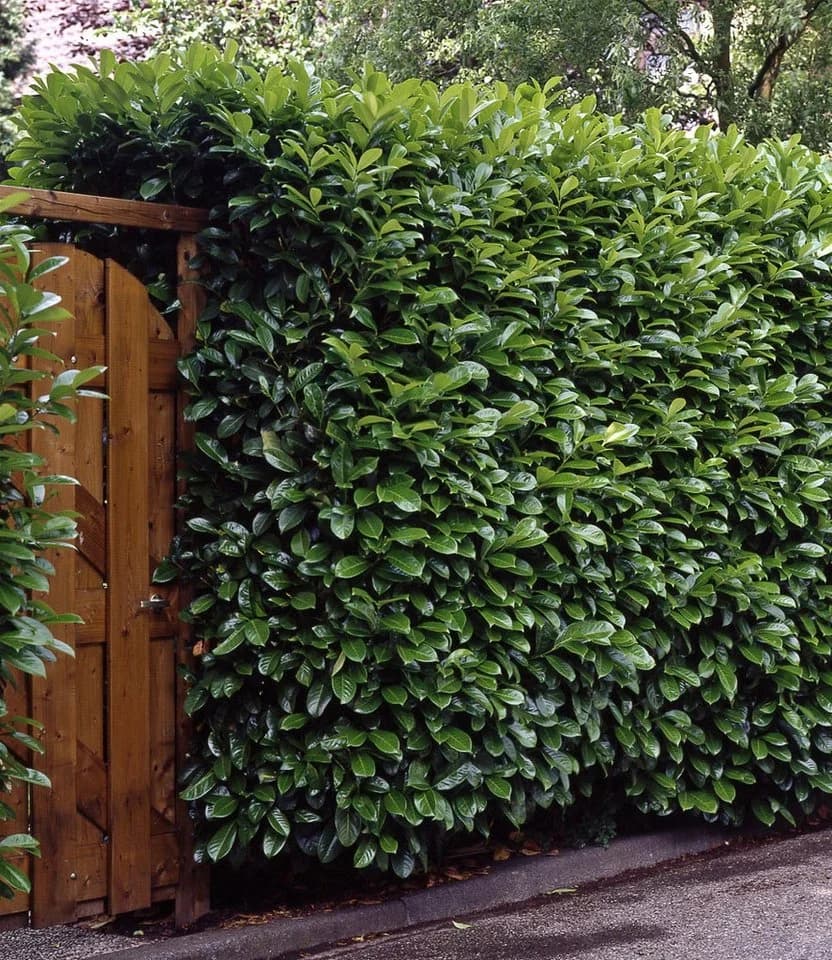 BALDUR Garten Kirschlorbeer-Hecke Immergrün Schnellwachsend Winterhart Blickdicht - Bild 2