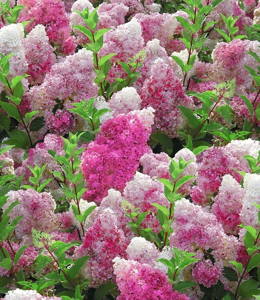 BALDUR Garten Freiland-Hortensie Vanille Fraise® Winterhart