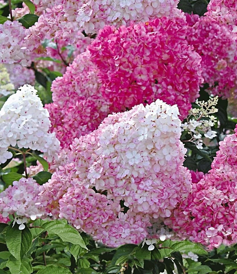 BALDUR Garten Freiland-Hortensie Vanille Fraise® Winterhart - Bild 2