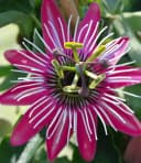 BALDUR Garten Zierstrauch Winterharte Passionsblume 'Ladybirds Dream' Bild 3