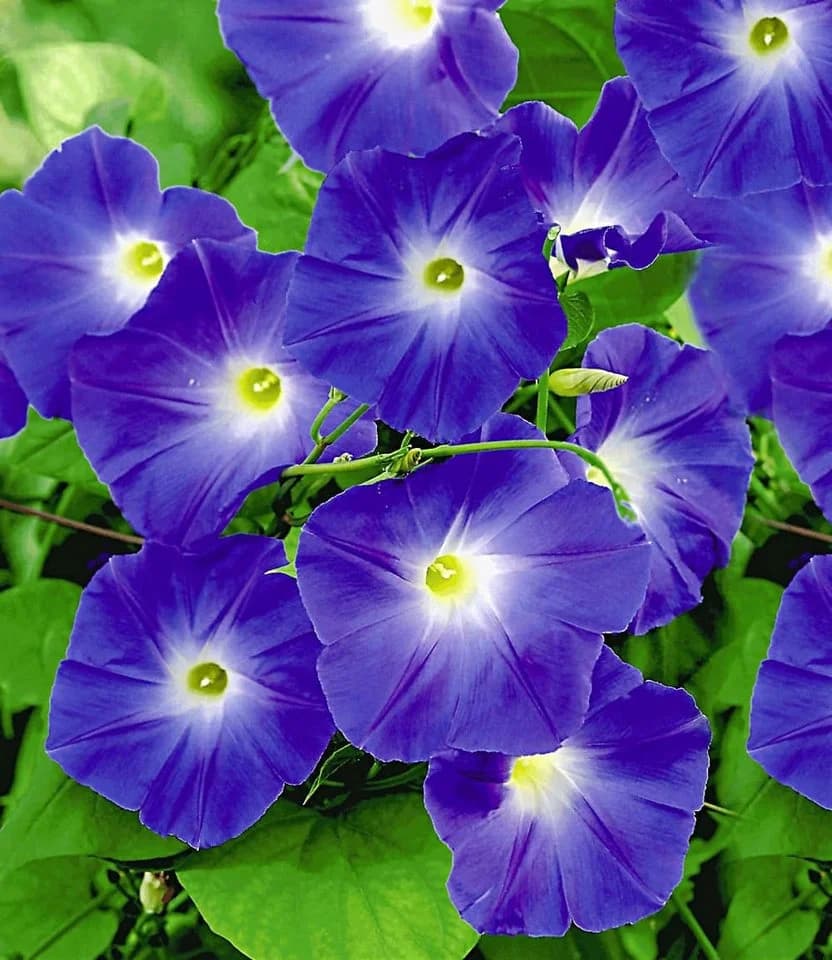 BALDUR Garten Trichterwinde Blue Hardy Kletterpflanze