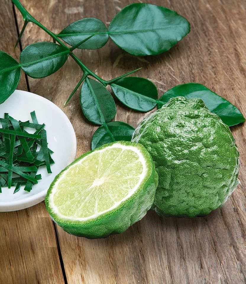 BALDUR Garten Zimmerpflanze Coffea arabica & Gewürz-Limette Kaffir