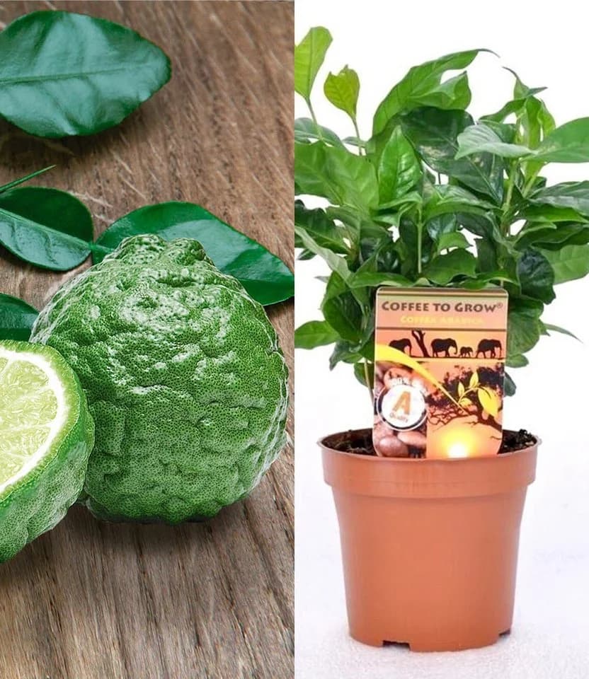 BALDUR Garten Zimmerpflanze Coffea arabica & Gewürz-Limette Kaffir - Bild 2