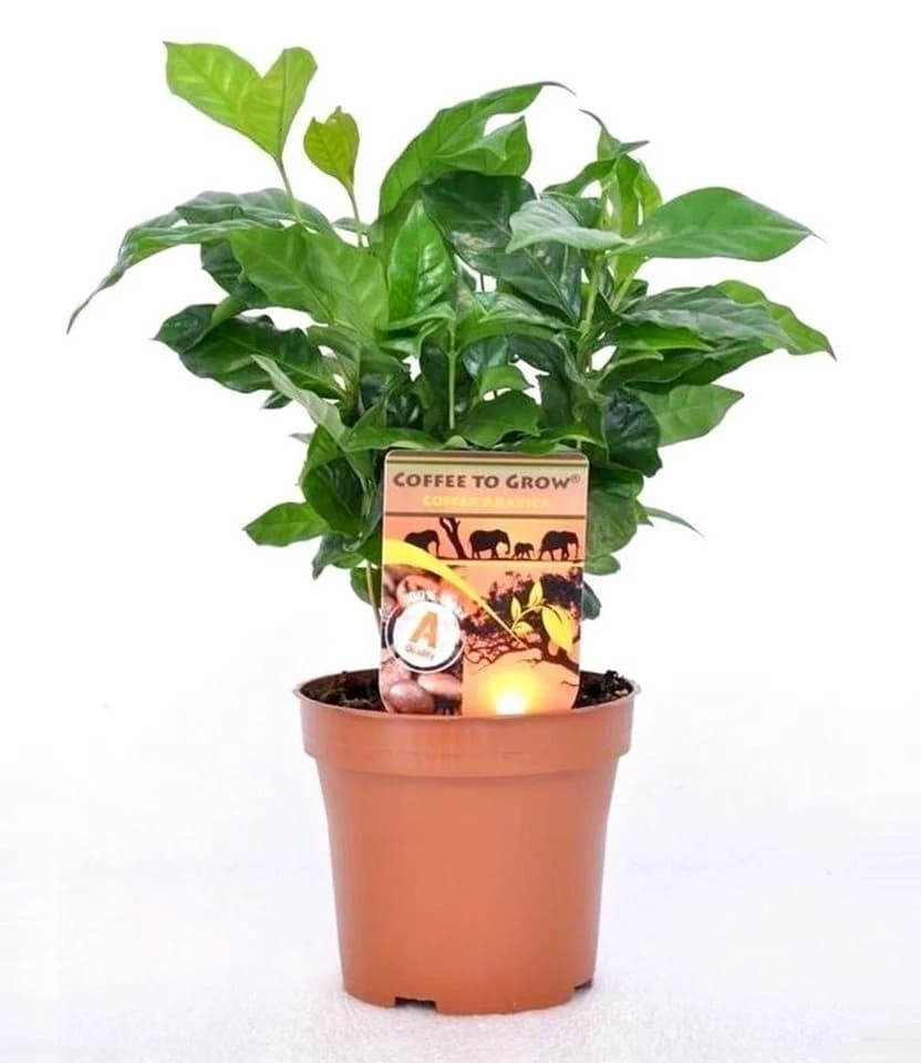 BALDUR Garten Zimmerpflanze Coffea arabica & Gewürz-Limette Kaffir - Bild 3