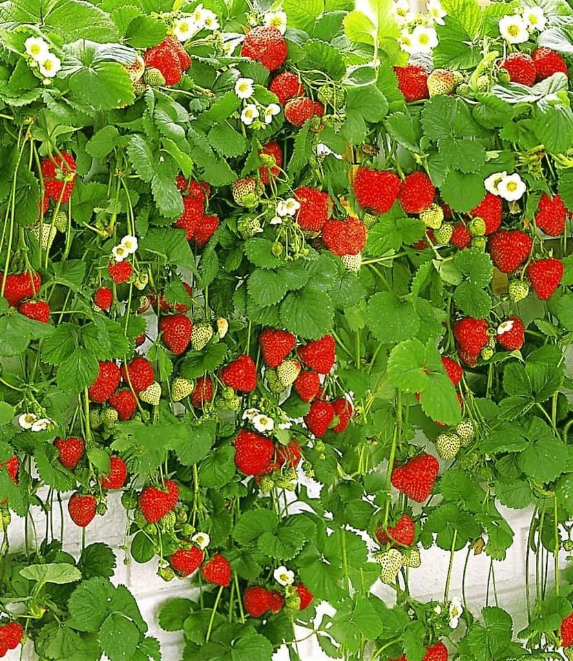 BALDUR Garten Hänge-Erdbeere Hummi® 3 St. Selbstbefruchtend Winterhart Mehrjährig