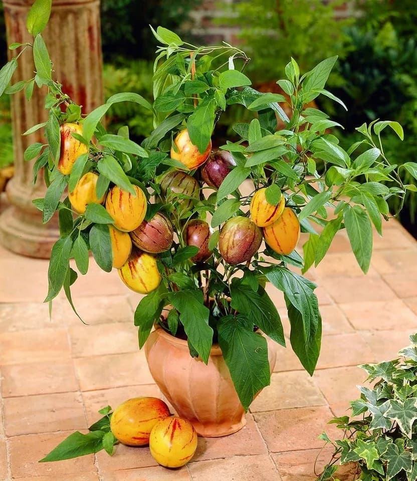 BALDUR Garten Obstpflanze Melonenbirne Sugar Gold® selbstfruchtend schnellwüchsig