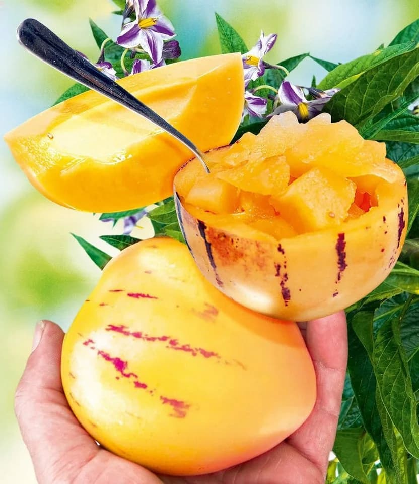 BALDUR Garten Obstpflanze Melonenbirne Sugar Gold® selbstfruchtend schnellwüchsig - Bild 2