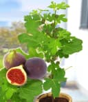 BALDUR Garten Feigenbaum Frucht-Feige 'Rouge de Bordeaux' groß Bild 2
