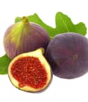 BALDUR Garten Feigenbaum Frucht-Feige 'Rouge de Bordeaux' groß Bild 3