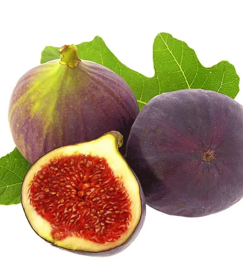 BALDUR Garten Feigenbaum Frucht-Feige 'Rouge de Bordeaux' groß - Bild 3