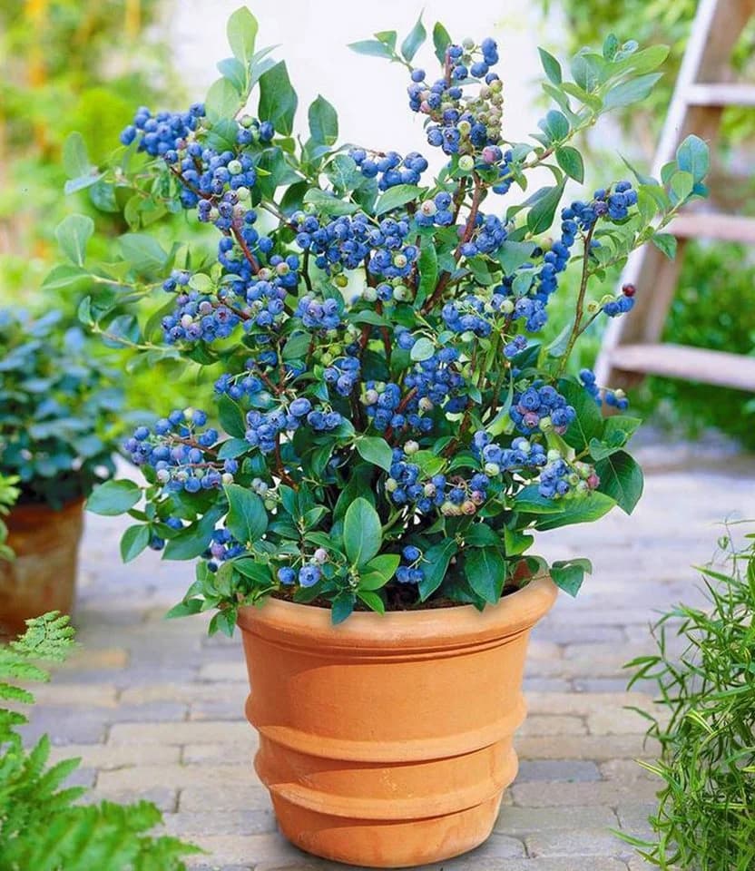 BALDUR Garten Topf-Heidelbeere Blue Parfait Selbstbefruchtend Ertragreich Winterhart