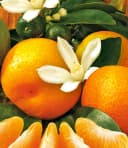 BALDUR Garten Orangen-Bäumchen Zitronenbaum Bild 1
