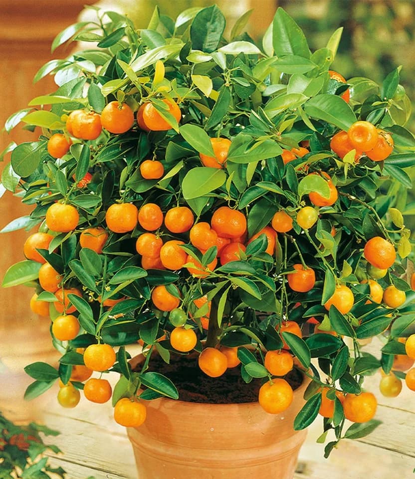 BALDUR Garten Orangen-Bäumchen Zitronenbaum - Bild 2