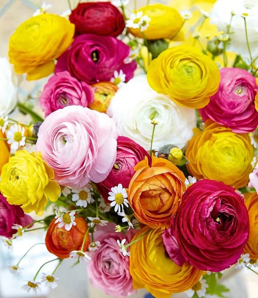 BALDUR Garten Blumenzwiebeln Gefüllte Ranunkeln Schnittblume Bunt