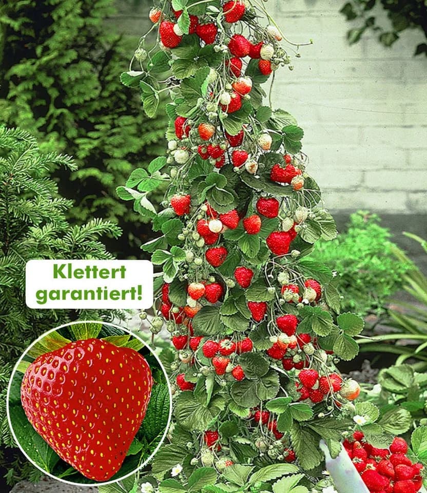 BALDUR Garten Kletter-Erdbeere 'Hummi®' mit Rankturm, Winterhart, Mehrjährig, Pflegeleicht - Bild 3