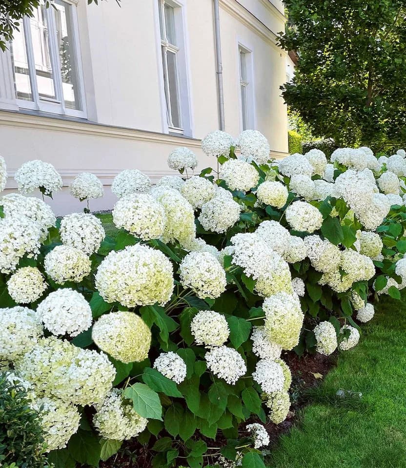 BALDUR Garten Schneeball-Hortensie 'Annabelle' Weiß