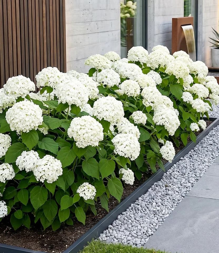 BALDUR Garten Schneeball-Hortensie 'Annabelle' Weiß - Bild 2