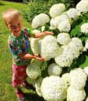 BALDUR Garten Schneeball-Hortensie 'Annabelle' Weiß Bild 3