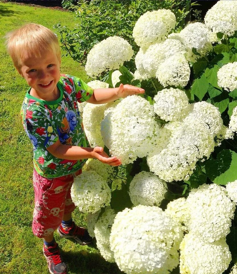 BALDUR Garten Schneeball-Hortensie 'Annabelle' Weiß - Bild 3