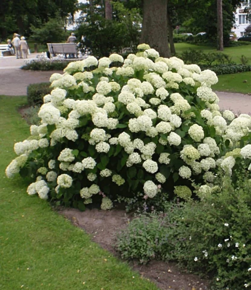 BALDUR Garten Schneeball-Hortensie 'Annabelle' Weiß - Bild 4