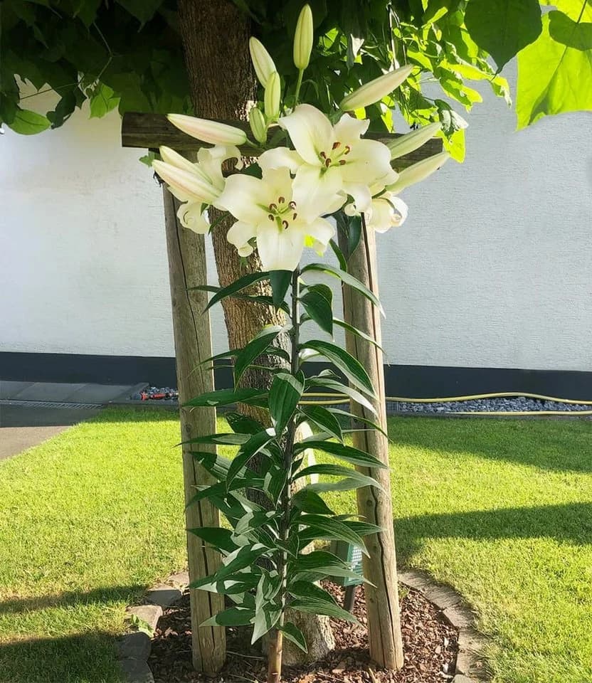 BALDUR Garten Blumenzwiebeln Tree-Lily Pretty Woman Duftend Winterhart Mehrjährig