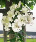 BALDUR Garten Blumenzwiebeln Tree-Lily Pretty Woman Duftend Winterhart Mehrjährig Bild 2