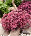 BALDUR Garten Bodendecker Sedum Sun Sparkler® 'Sedoro Blue Elf' 2 St. Steingartenpflanze Bild 1