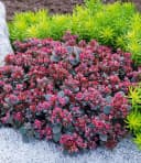 BALDUR Garten Bodendecker Sedum Sun Sparkler® 'Sedoro Blue Elf' 2 St. Steingartenpflanze Bild 2