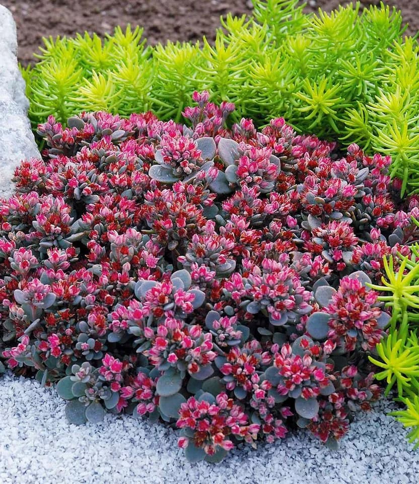 BALDUR Garten Bodendecker Sedum Sun Sparkler® 'Sedoro Blue Elf' 2 St. Steingartenpflanze - Bild 2