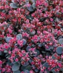 BALDUR Garten Bodendecker Sedum Sun Sparkler® 'Sedoro Blue Elf' 2 St. Steingartenpflanze Bild 3