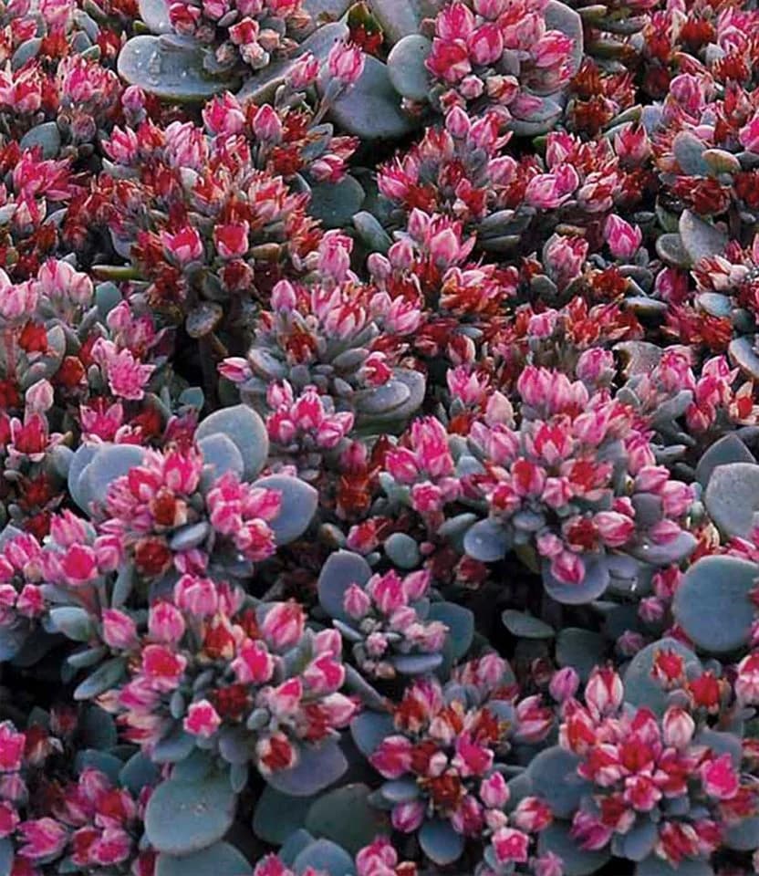 BALDUR Garten Bodendecker Sedum Sun Sparkler® 'Sedoro Blue Elf' 2 St. Steingartenpflanze - Bild 3