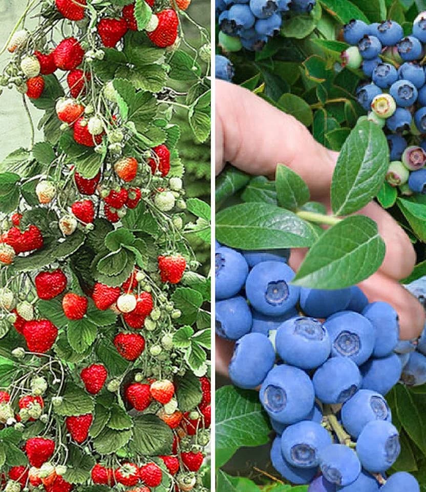 BALDUR Garten Obstpflanze Beeren-Kollektion 4 St. Klettererdbeere Hummi Winterhart Mehrjährig Pflegeleicht - Bild 2