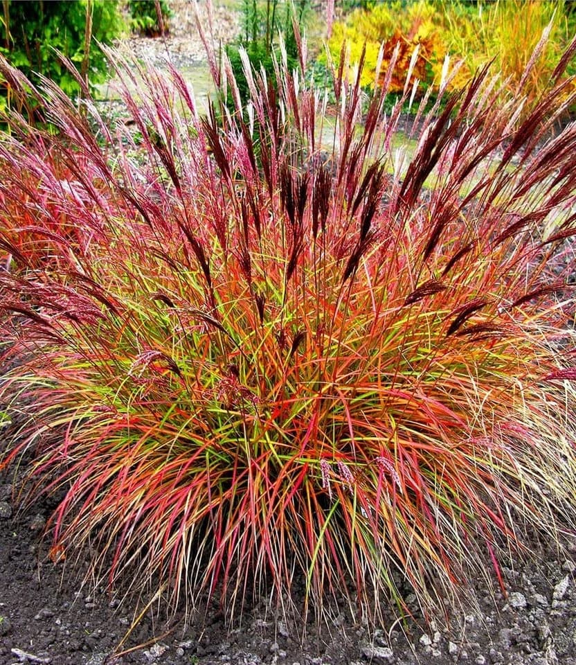 BALDUR Garten Chinaschilf 'Red Chief' Ziergras