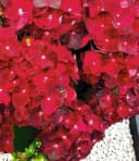 BALDUR Garten Zierstrauch Freiland-Hortensie 'Ruby Tuesday®' Bild 1