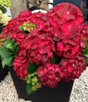 BALDUR Garten Zierstrauch Freiland-Hortensie 'Ruby Tuesday®' Bild 2