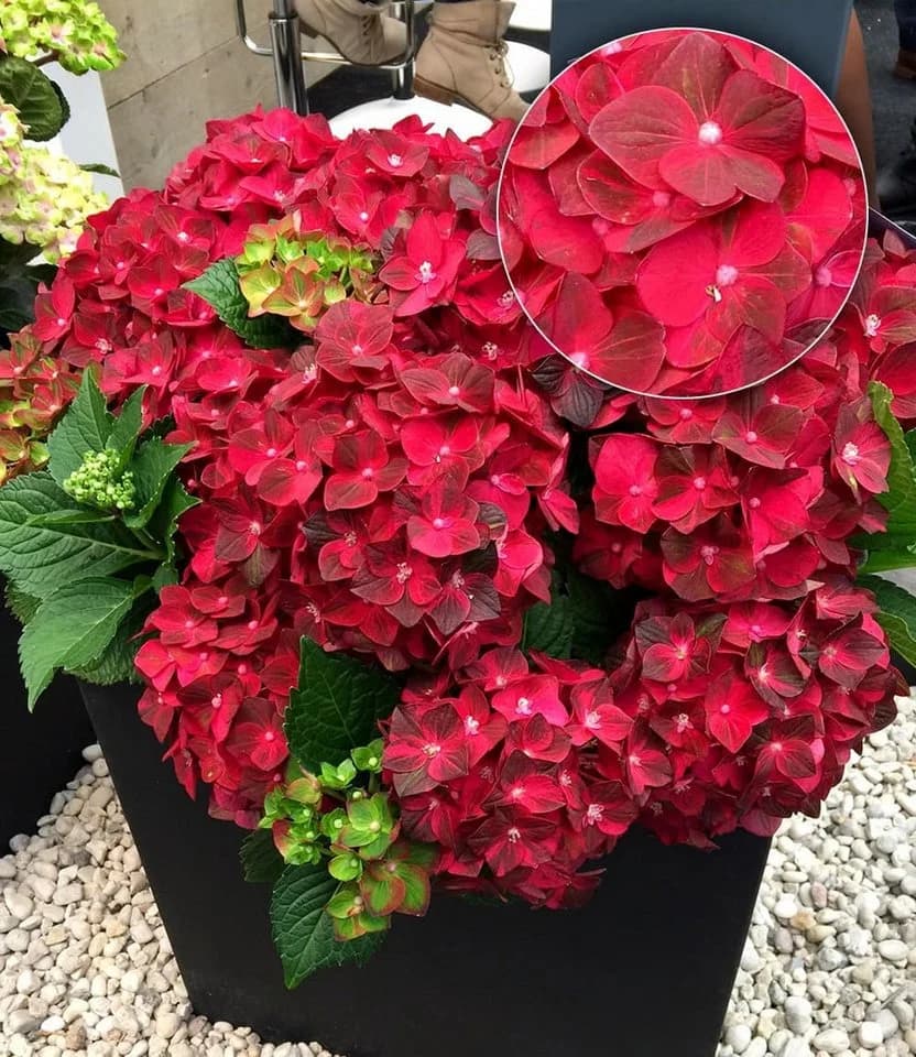 BALDUR Garten Zierstrauch Freiland-Hortensie 'Ruby Tuesday®' - Bild 2