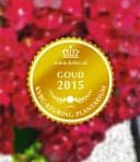 BALDUR Garten Zierstrauch Freiland-Hortensie 'Ruby Tuesday®' Bild 3