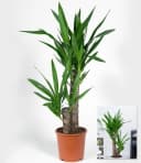 BALDUR Garten Yucca Palme Zimmerpflanze ca. 65-75 cm grün Bild 1