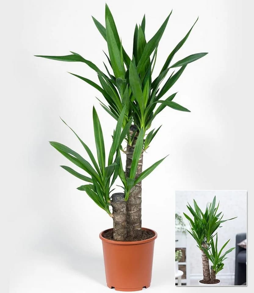 BALDUR Garten Yucca Palme Zimmerpflanze ca. 65-75 cm grün