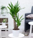 BALDUR Garten Yucca Palme Zimmerpflanze ca. 65-75 cm grün Bild 2
