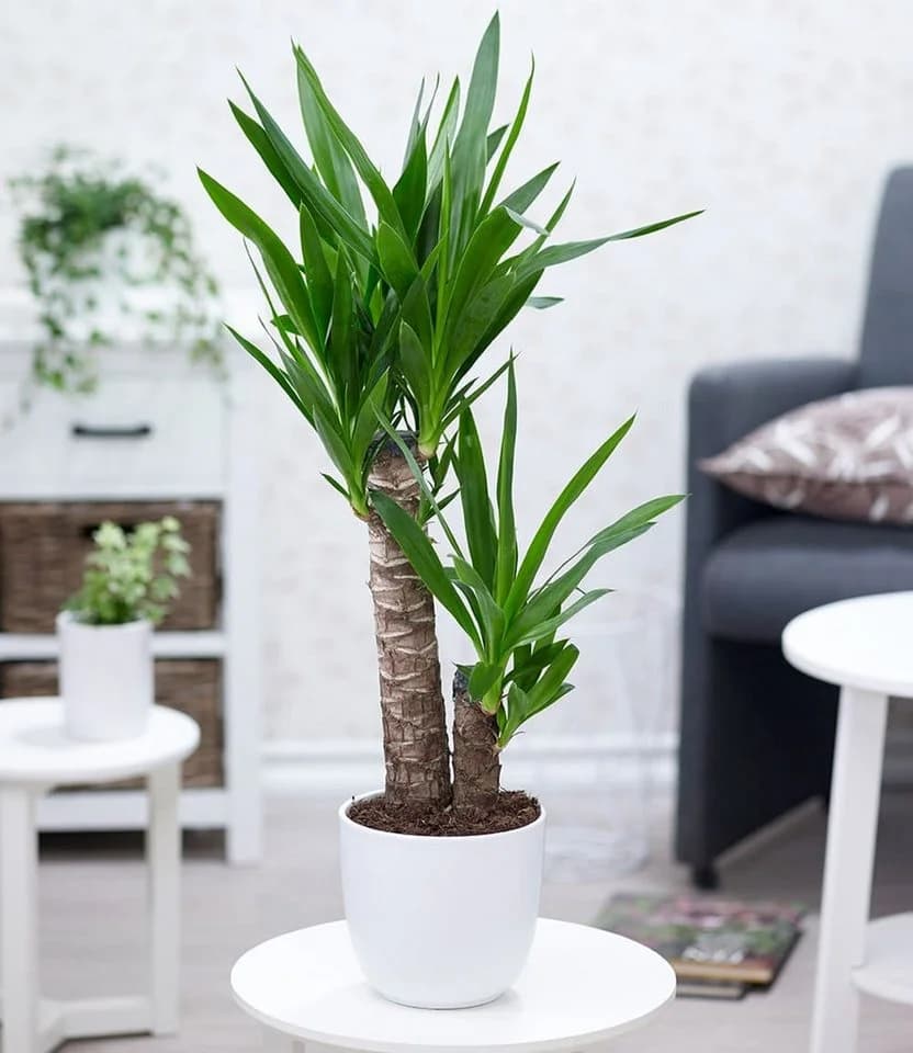 BALDUR Garten Yucca Palme Zimmerpflanze ca. 65-75 cm grün - Bild 2