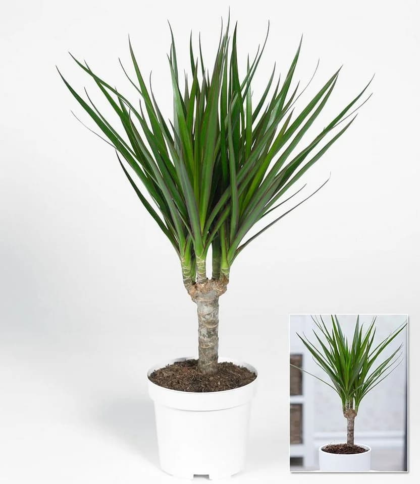 BALDUR Garten Zimmerpflanze Dracena 'Marginata' Grün ca. 35-45 cm