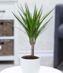 BALDUR Garten Zimmerpflanze Dracena 'Marginata' Grün ca. 35-45 cm Bild 2