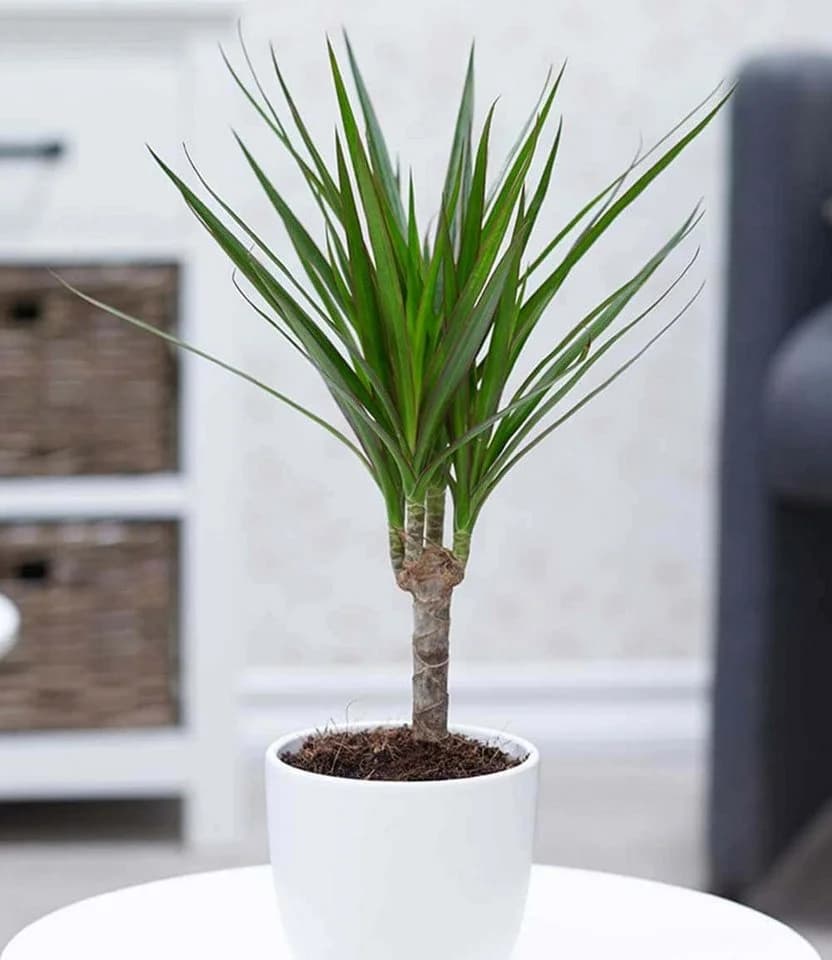 BALDUR Garten Zimmerpflanze Dracena 'Marginata' Grün ca. 35-45 cm - Bild 2