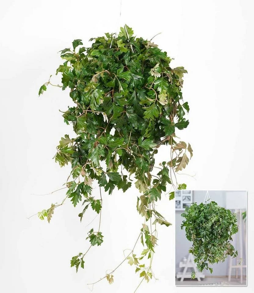 BALDUR Garten Hängepflanze Cissus Königswein Grün Pflegeleicht